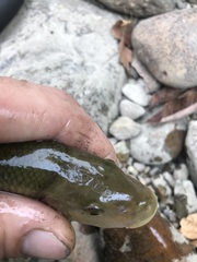 Nocomis platyrhynchus