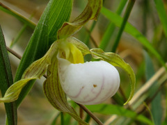 Cypripedium candidum
