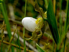 Cypripedium candidum