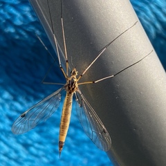 Nephrotoma cornicina