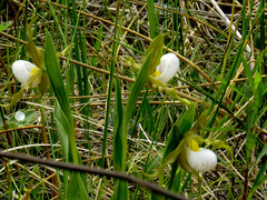 Cypripedium candidum