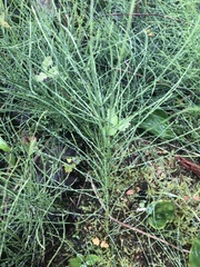 Equisetum arvense image