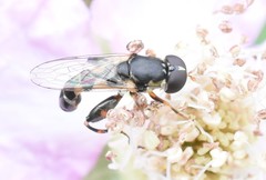 Syritta pipiens