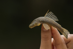 Chaetostoma