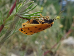 Setina aurita