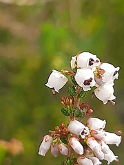 Erica scabriuscula
