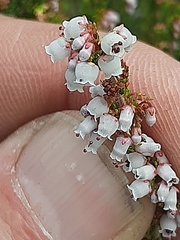 Erica scabriuscula