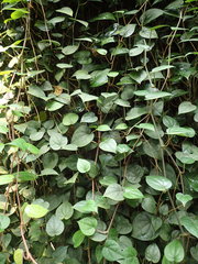 Philodendron hederaceum hederaceum