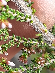 Erica scabriuscula