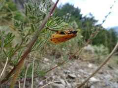 Setina aurita