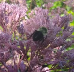 Bombus impatiens