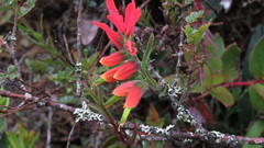 Castilleja integrifolia