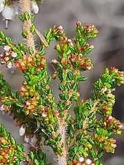 Erica scabriuscula