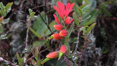 Castilleja integrifolia