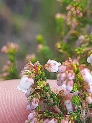 Erica scabriuscula