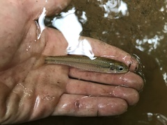 Notropis hudsonius