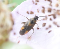 Plagiognathus arbustorum