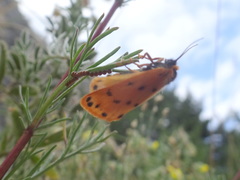 Setina aurita