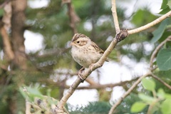 Spizella pallida