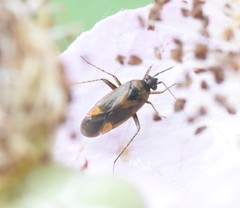 Plagiognathus arbustorum