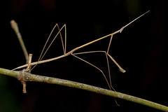 Schizocephala bicornis