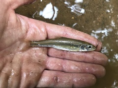 Notropis hudsonius