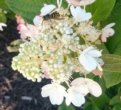Dolichovespula arenaria