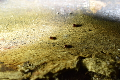 Galumnidae