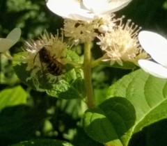 Dolichovespula arenaria