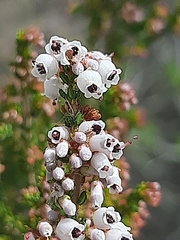 Erica scabriuscula