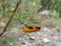 Setina aurita