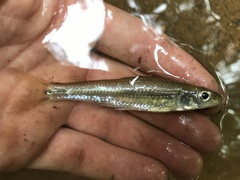 Notropis hudsonius