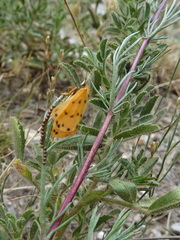 Setina aurita