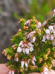 Erica scabriuscula