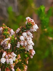 Erica scabriuscula