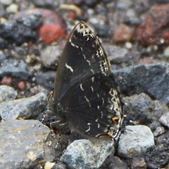 Ocaria ocrisia