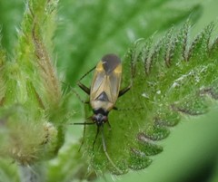 Plagiognathus arbustorum