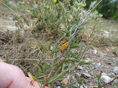 Setina aurita