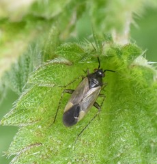 Plagiognathus arbustorum