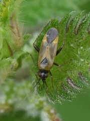 Plagiognathus arbustorum