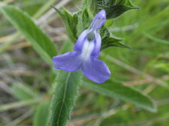 Salvia hirsuta