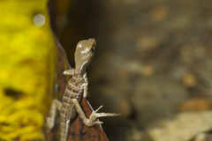 Basiliscus