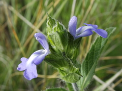 Salvia hirsuta