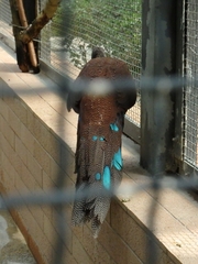 Polyplectron inopinatum