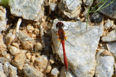Sympetrum sanguineum