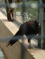 Polyplectron inopinatum