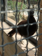 Polyplectron inopinatum