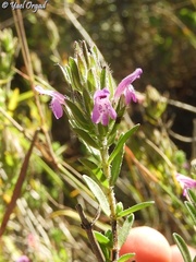 Thymbra spicata
