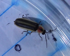 Photinus sabulosus