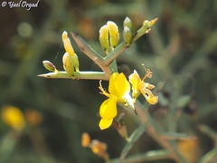 Genista fasselata
